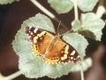 Vanessa atalanta x annabella hybrid (Internet Image property of respective owner, non-commercial use only)